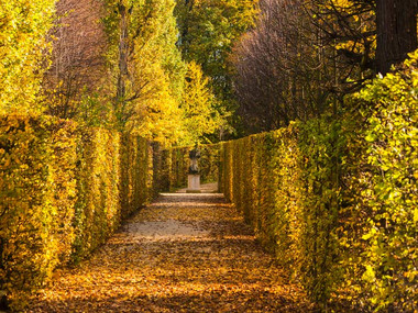 Hecken im Barockgarten Großsedlitz