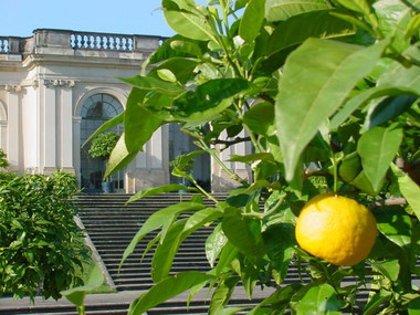 Drzewko pomarańczowe przed dolną oranżerią